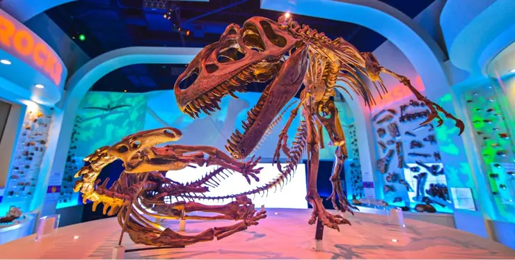FWMSH Fighting Dinos (1)